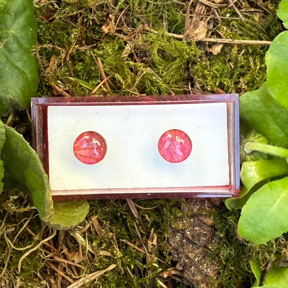 Ørestikker / Venation / Rødligt Blad