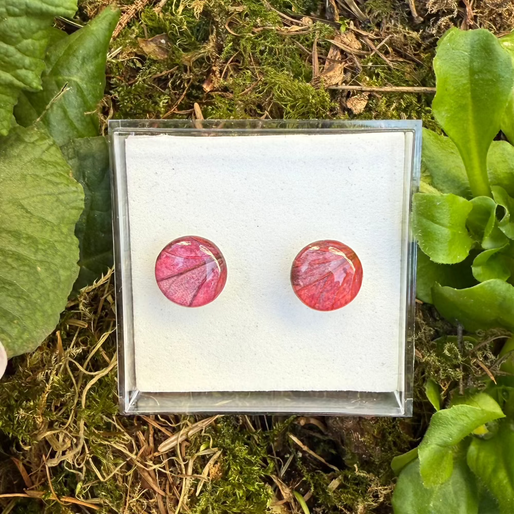 Ørestikker / Venation / Rødligt blad / Stor - Ørestikker oppefra.