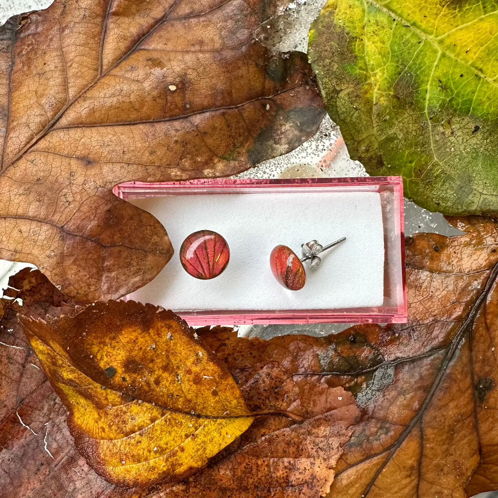 Ørestikker / Venation / Rødligt Blad. - Ørestikker oppefra.