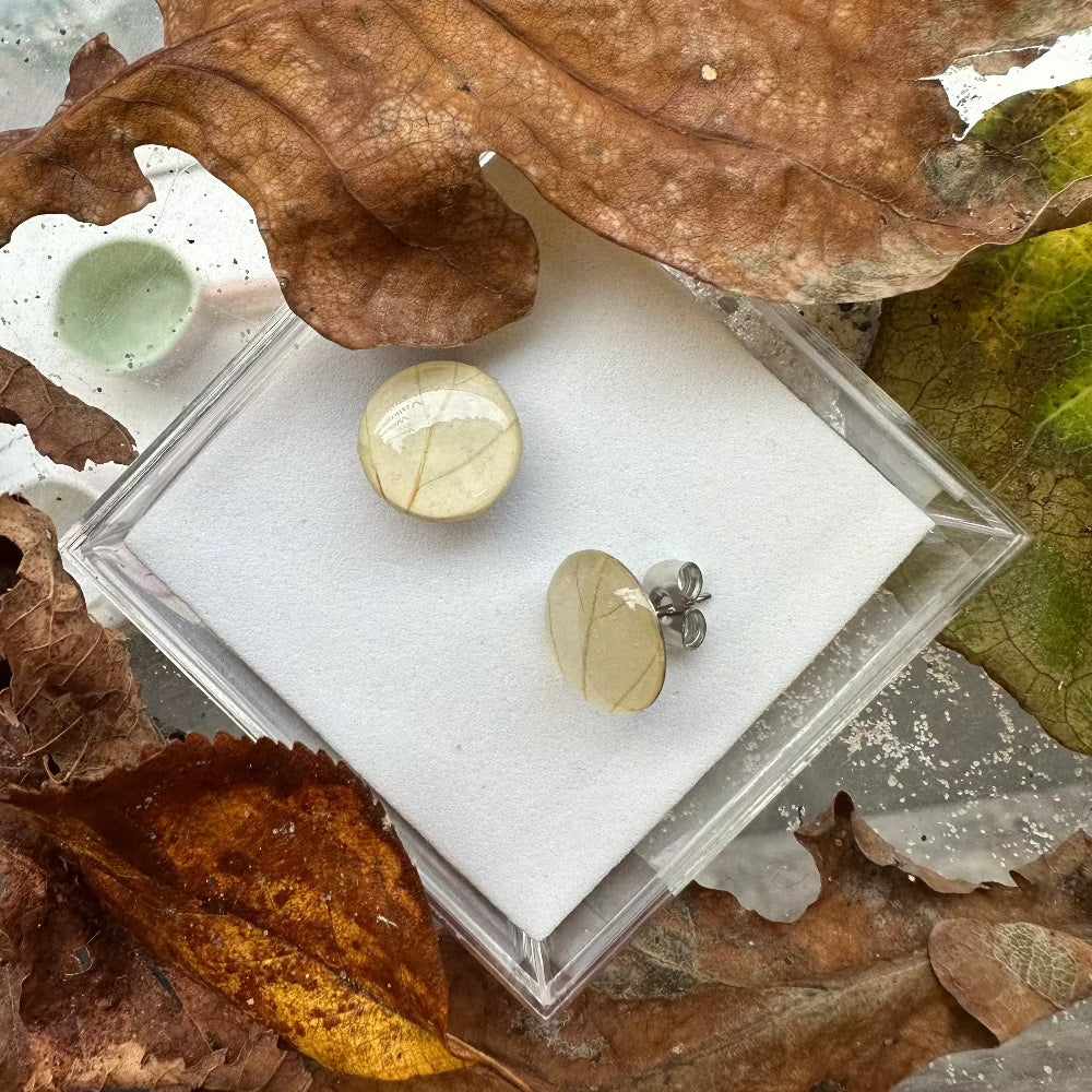 Ørestikker / Venation / Cremefarvet Blad / Stor. - Ørestikker tæt på.