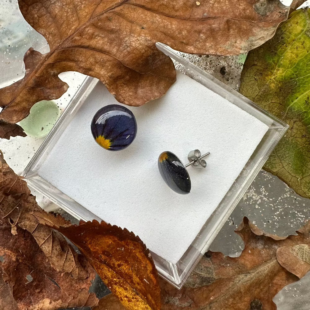 Ørestikker / Venation / Lilla Blomst / Stor. - Ørestikker tæt på.