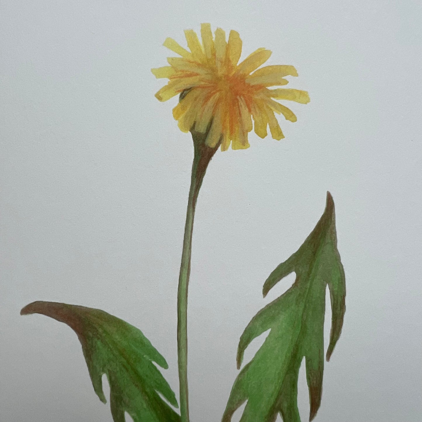 Gul blomst / Kort