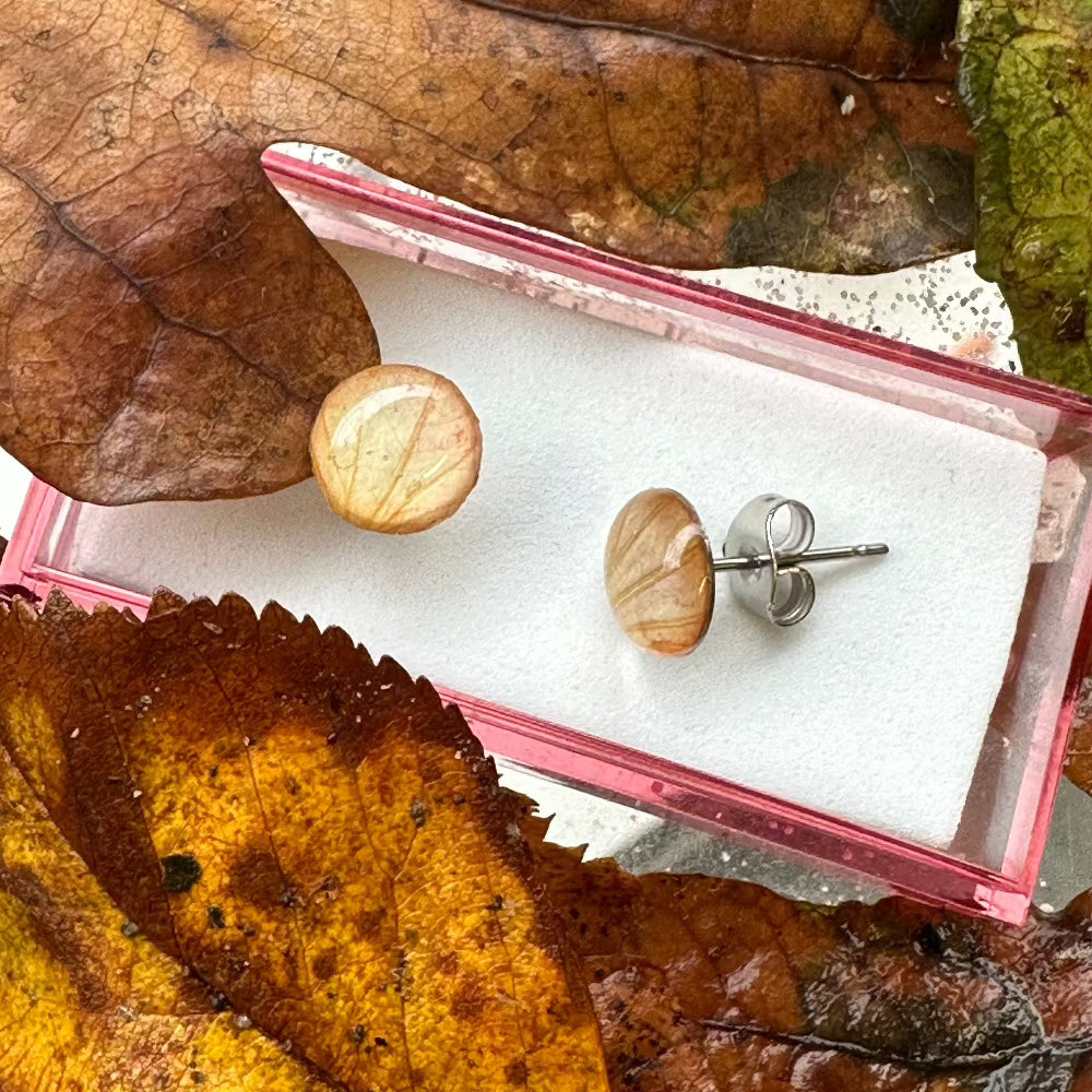 Ørestikker / Venation / Brunligt blad / Lille - Ørestikker tæt på.