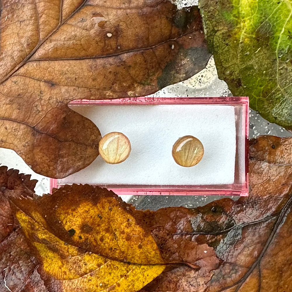 Ørestikker / Venation / Brunligt blad / Lille - Ørestikker oppefra